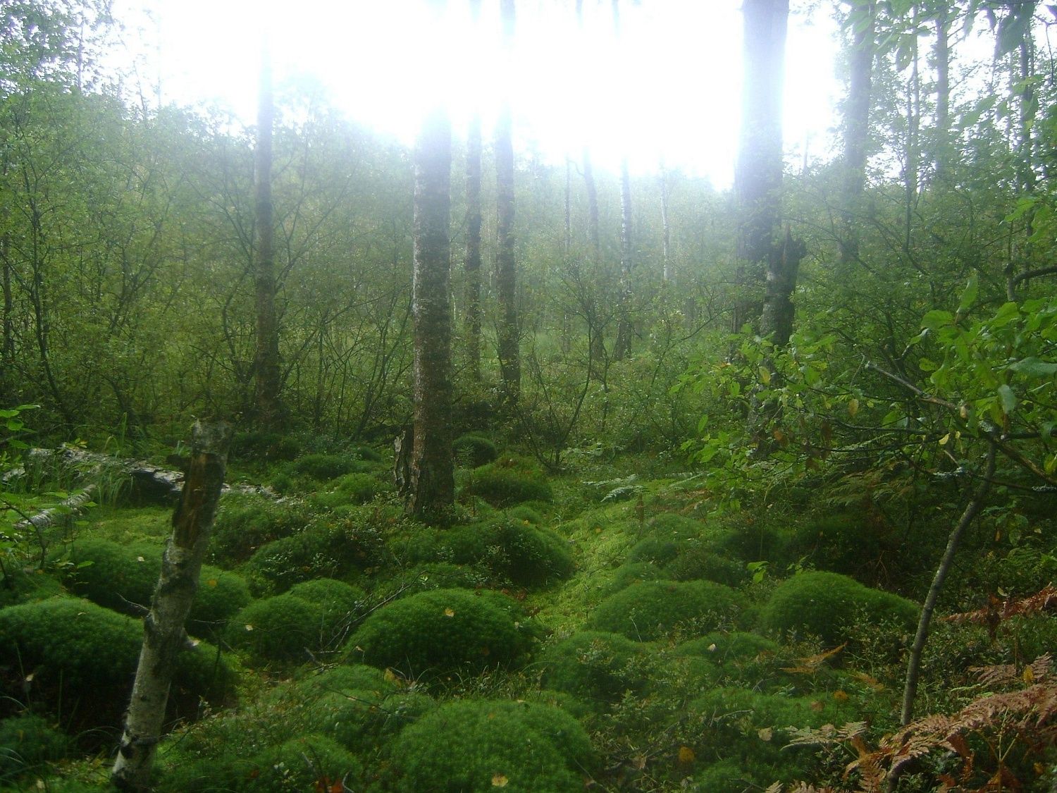 Какие исследования проводят летом участники МВС Владимирской и Калужской областей