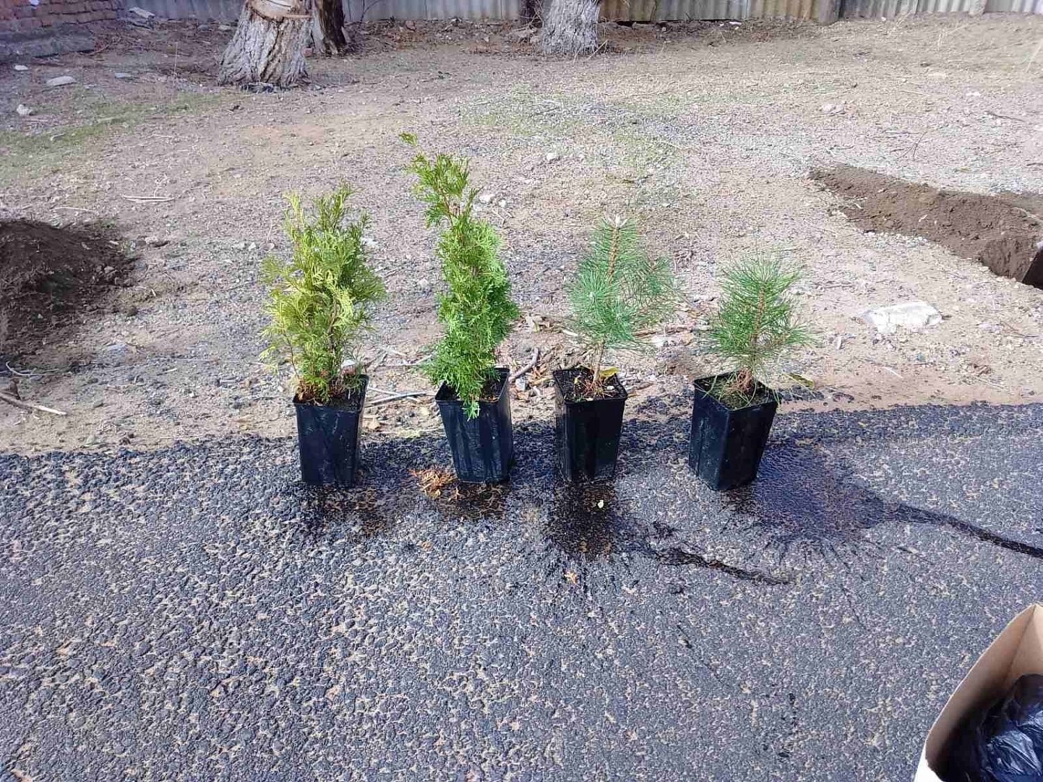 28 октября члены МВС Калмыкии приняли участие в акции «Посади дерево» на территории Троицкой школы