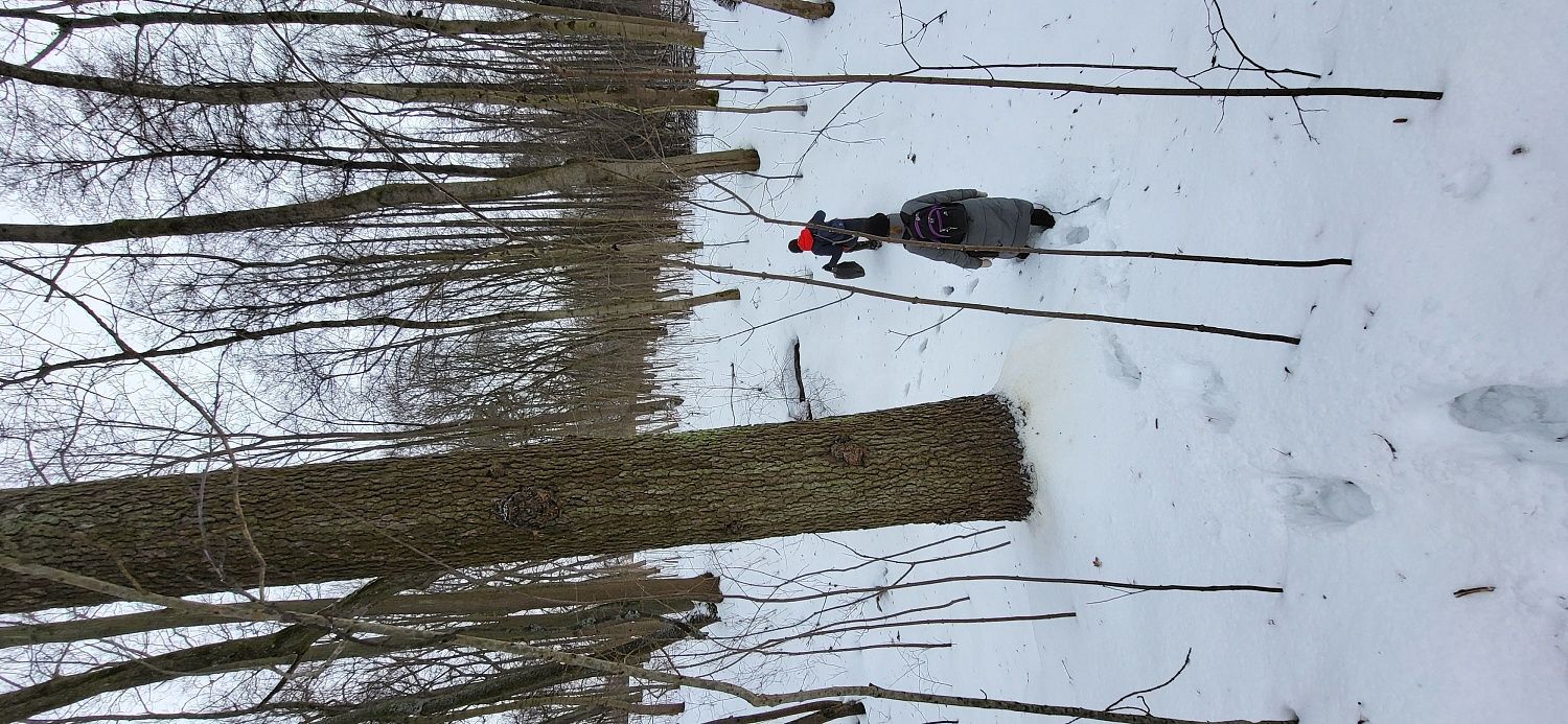 Исследование "Парка Сергеевка"